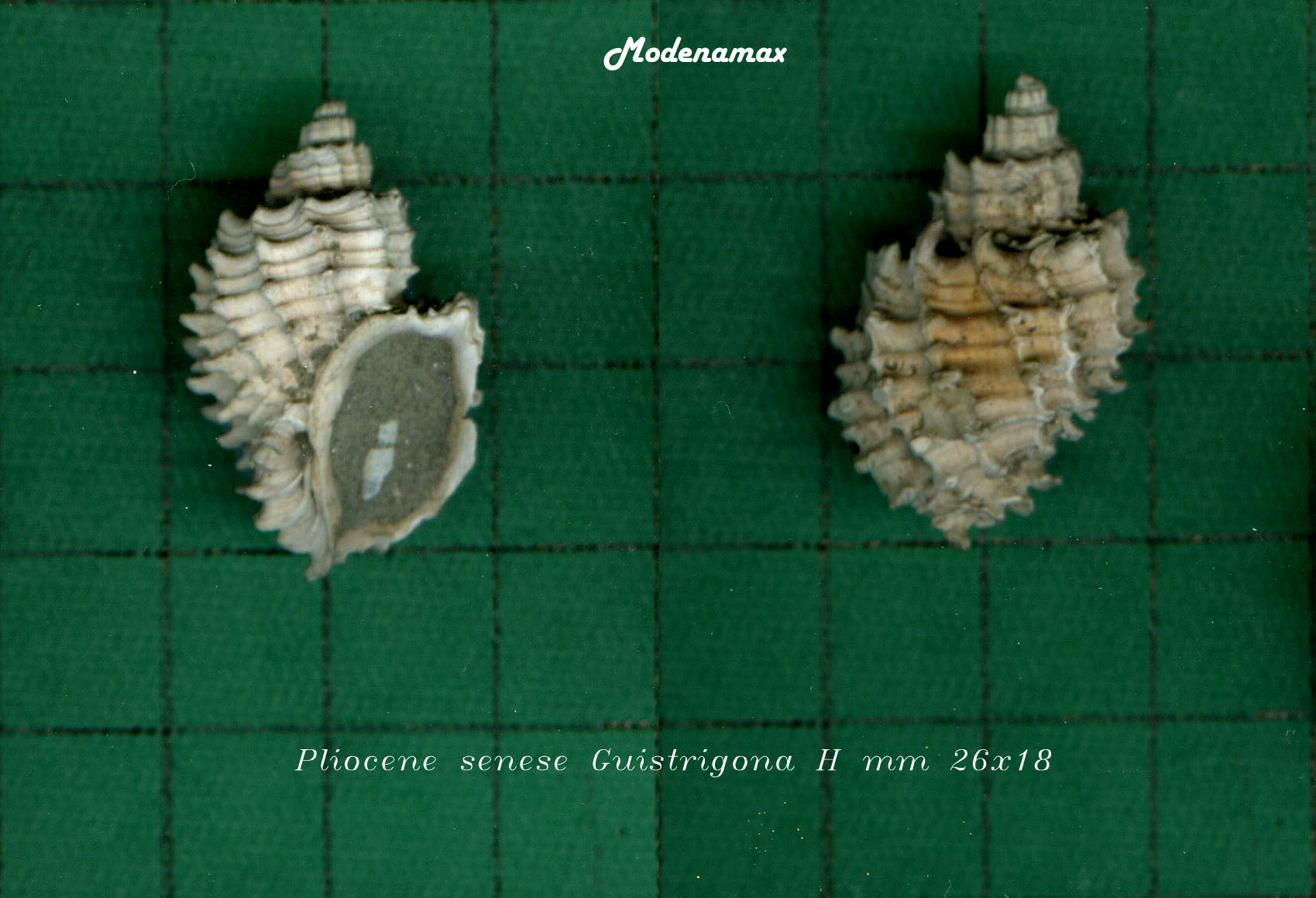 Solatia Narona o Cancellaria